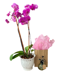 Orchid Plant with Plant Mister Plant and Gift