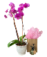 Orchid Plant with Plant Mister Plant and Gift