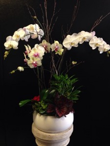 Orchid Planter 