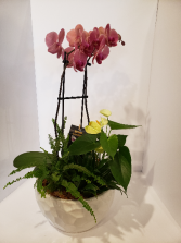 Orchid planter 