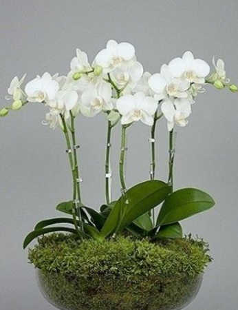 Orchid Planter Any Occassion