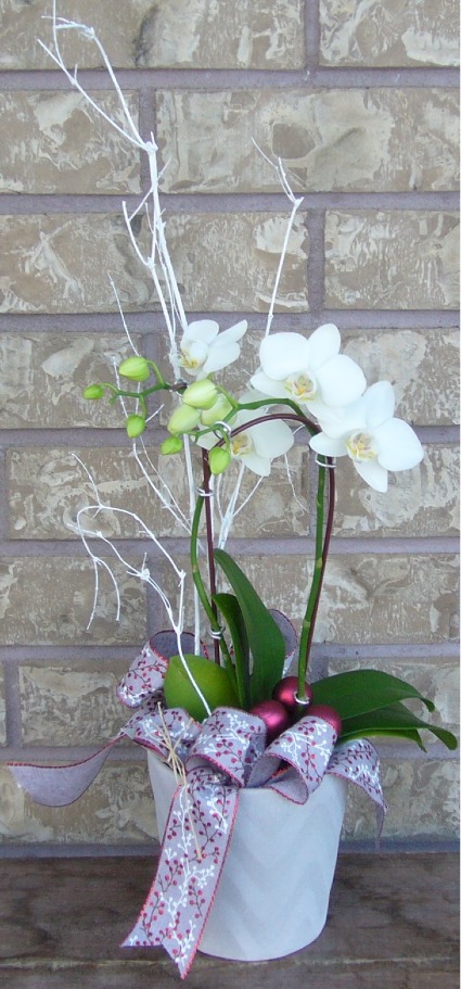 ORCHID PLANTER Indoor Blooming Plant