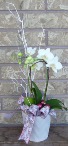 ORCHID PLANTER Indoor Blooming Plant