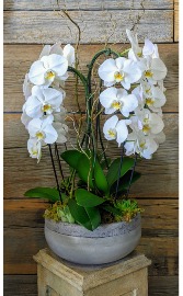 Orchid Planter  PLant 