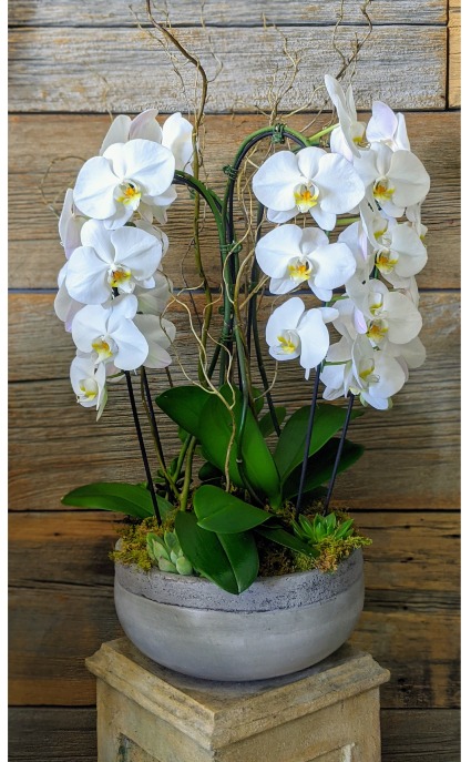 Orchid Planter  PLant 