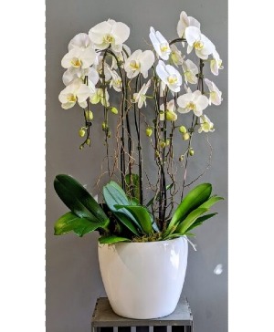 ORCHID PLANTER  PLANT