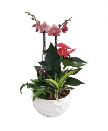 Orchid Planter Planter in Port Dover, ON | Upsy Daisy Floral Studio