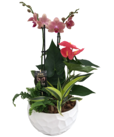 Orchid Planter Planter in Port Dover, ON | PORT DOVER FLOWERS
