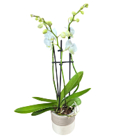 Orchid Planter Planter