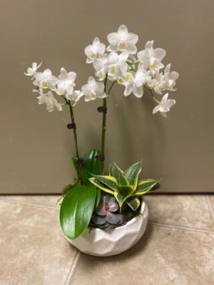 Orchid Succulent Planter Planter -orchids, succulents 