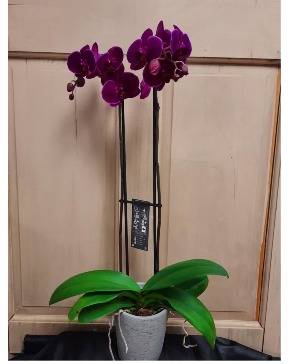 Orchid Planter Plants