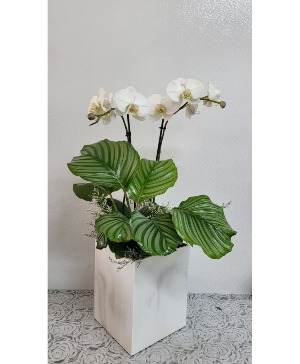 orchid planter plants 
