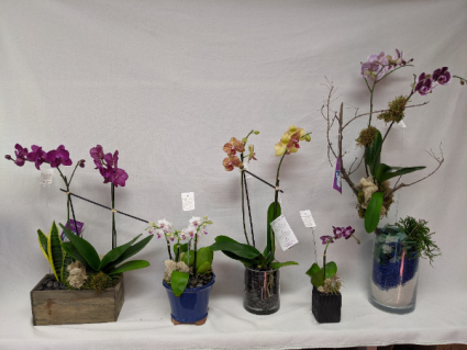 Orchid Plants 