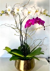 Orchid Plants Blooming Plant