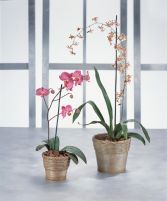 Orchid Plants Blooming Plant