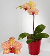 ORCHID PLANTS IN MANY WAYS CALL FOR ASSORTMENT