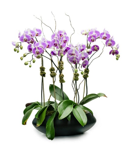 Simply Elegant Orchid Garden 