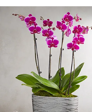 Orchid plants  Double 