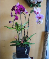 Orchid /Plants mixed Any Occasion