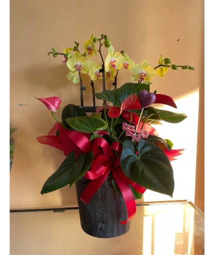 Orchid /Plants mixed Valentine's Day/ Congratulations 