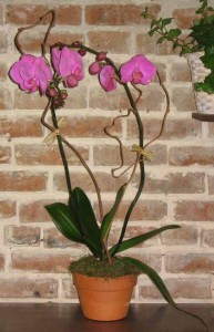 Orchid Plants Orchids in New Orleans, LA | HARKINS THE FLORIST