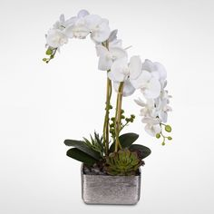Orchid plants plants