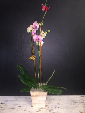 Orchid Potted Plant