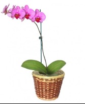 Orchid Potted plant