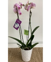 Orchid Potted Plant Plant