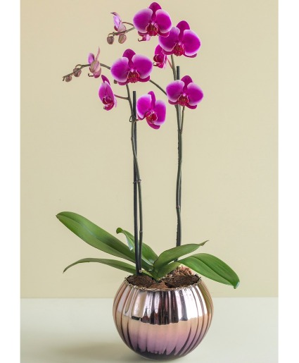 orchid premium three beautiful stems