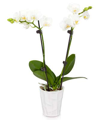 Orchid Pure Love
