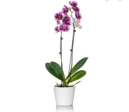 Orchid Purple 