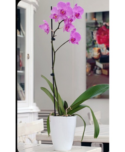 Orchid purple 