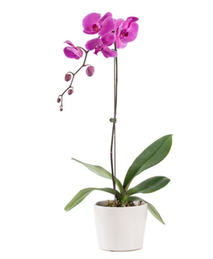 Orchid purple 