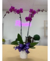 Orchid - Purple- 2 stemmed  Blooming Plant- Orchid