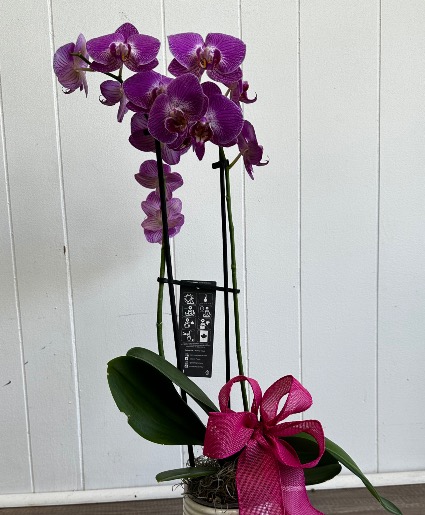 Orchid - Purple Blooming Plant- Orchid