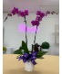 Orchid - Purple- 2 stemmed  Blooming Plant- Orchid