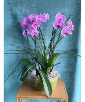 ORCHID REVELATIONS PLANTS