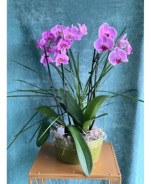 ORCHID REVELATIONS PLANTS
