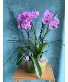 ORCHID REVELATIONS PLANTS