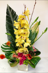 Orchid Sensation  
