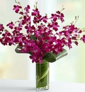 Orchid Sensation