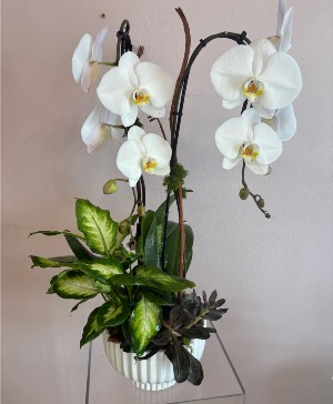 Orchid Serenity  