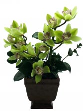 Orchid Serenity Tropical