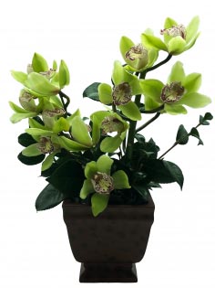 Category Image