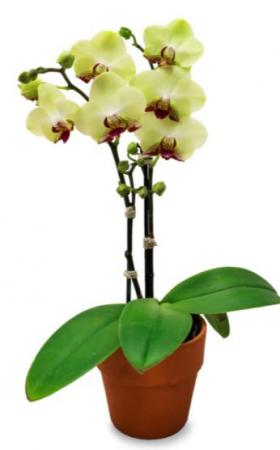 Orchid Single Plant