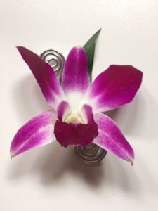 Orchid Solo 