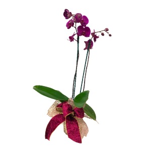 Orchid Splendor  