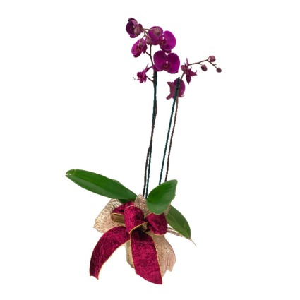 Orchid Splendor