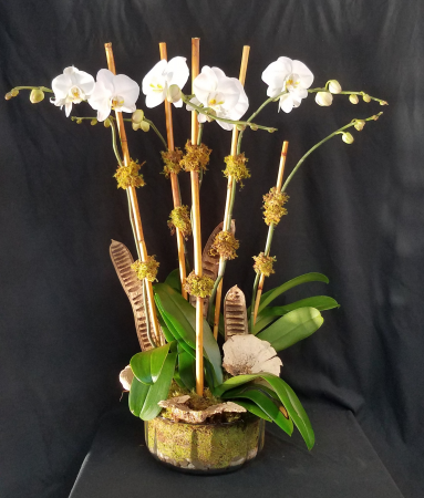 Orchid Elegance Plant
